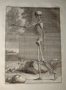 Albinus I, Pl. III: Csontváz, illusztráció Bernhard Siegfried Albinus (1697-1770) "Tabulae sceleti et musculorum corporis humani" című művéből, kiadó: J.undH. Verbeek, bibliop., Leiden, 1747 (metszet).